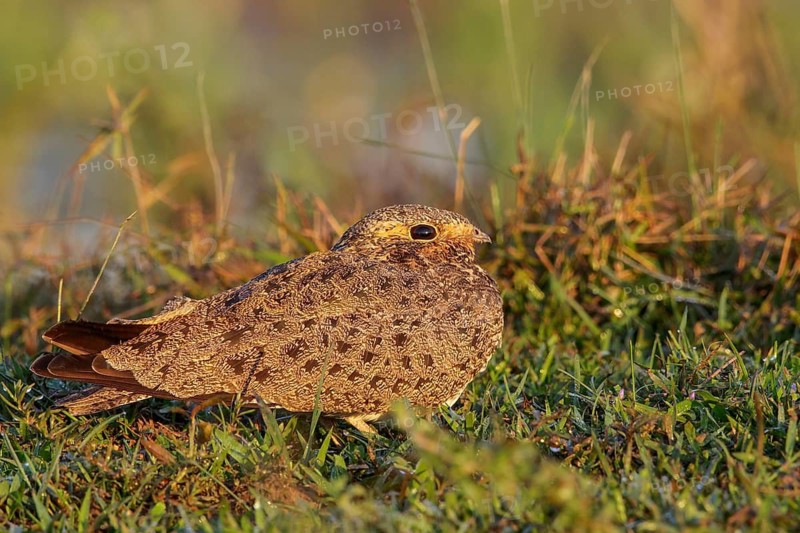 Nacunda Nighthawk (Podager nacunda) perched on the ground in the Pantanal region of Brazil