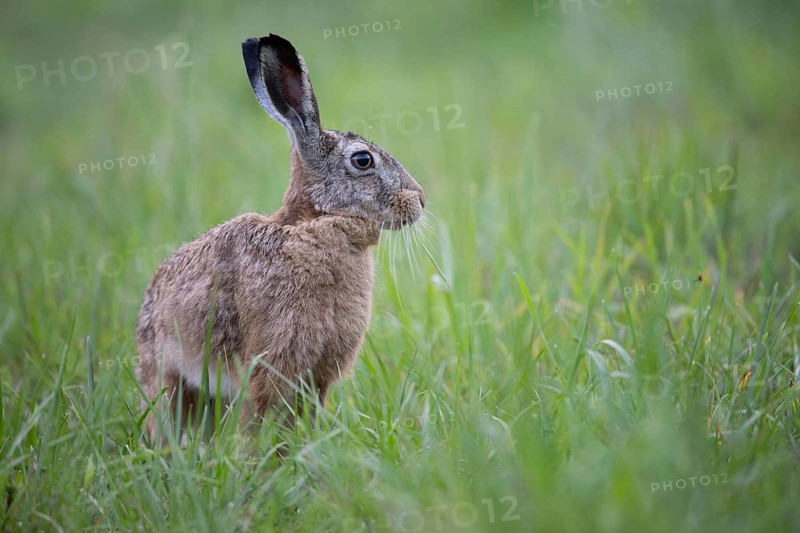 European hare (Lepus europaeus) in a forest clearing, Tyrol, Austria