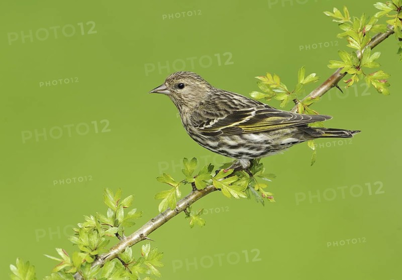 Pine Siskin (Spinus pinus), British Columbia, Canada