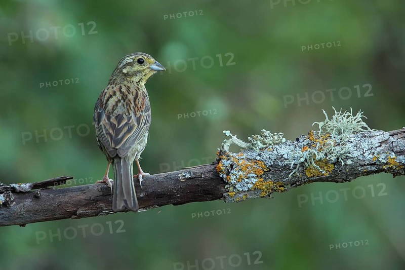 Cirl Bunting (Emberiza cirlus) female, Andalusia, Spain