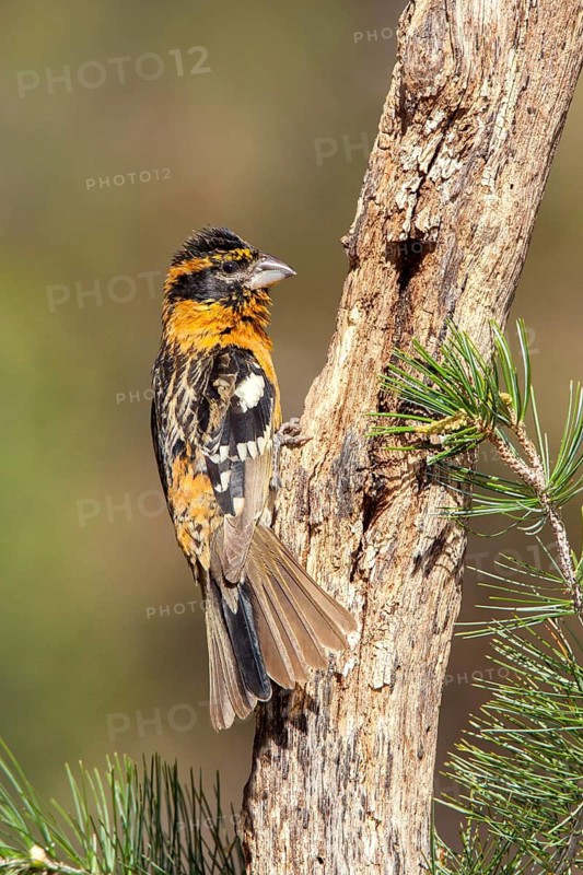 Black-headed Grosbeak Pheucticus melanocephalus Santa Rita Mountains, Santa Cruz County, Arizona, United States 16 May Second year Male Cardinalidae Note the fresh dark central tail feathers and dark primary coverts contrasting with brown primaries