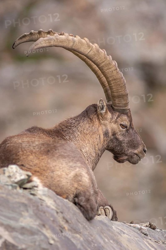 Ibex (Capra ibex) in the rocky mountains of the Italian Alps in the Gran Paradiso National Park. Valsavaranche, Aosta, Italy