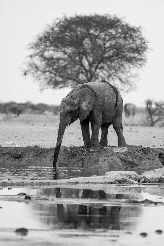 African elephant (Loxodonta africana), young animal drinking at waterhole, reflection, black and white photograph, Nxai Pan National Park, Botswana