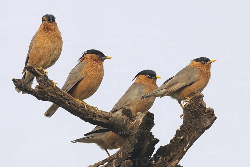 Brahminy Starling (Sturnia pagodarum), India