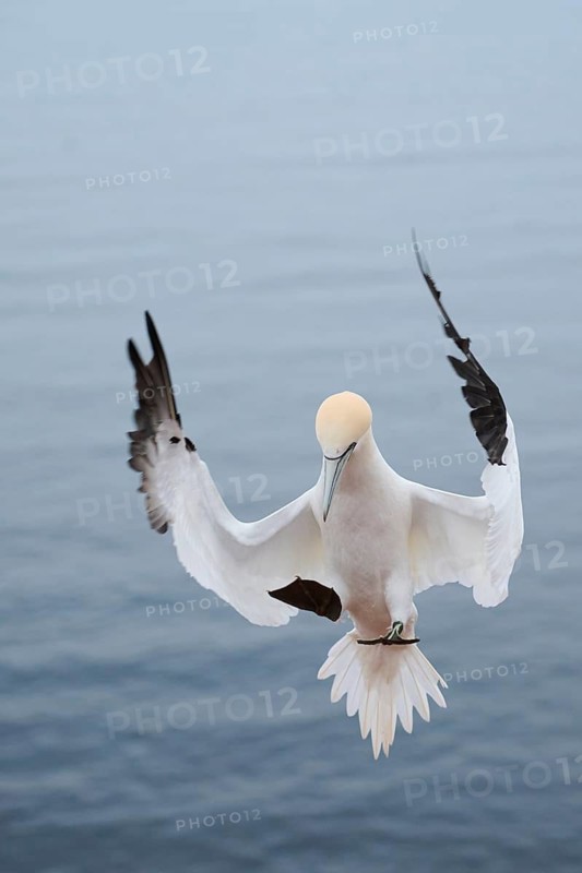 Northern gannet (Morus bassanus) landing, wildlife, Heligoland, Germany