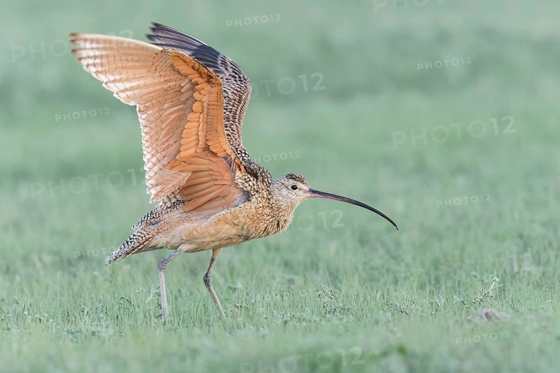 Long-billed Curlew (Numenius americanus) feeding in a field in Saskatchewan, Canada
