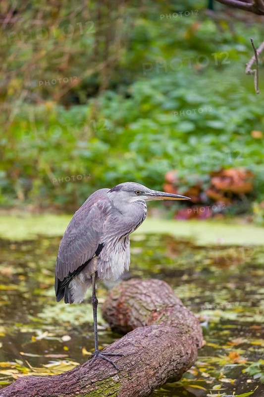 A Grey Heron, Ardea cinerea, stands on a log lying in a pond. Fresh green vegetation is in the background