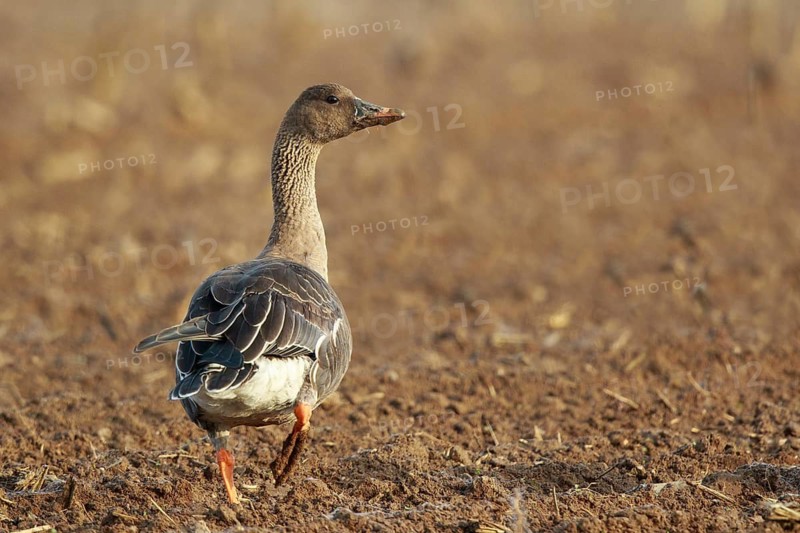 Tundra Bean Goose (Anser serrirostris rossicus) on field, North Rhine-Westphalia, Germany