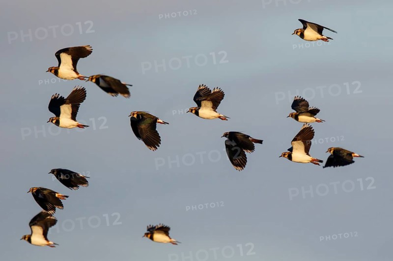 Northern Lapwing (Vanellus vanellus) group flying, Netherlands