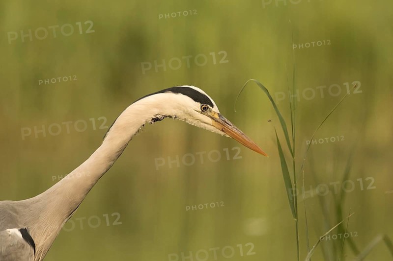 Grey Heron (Ardea cinerea), Serbia