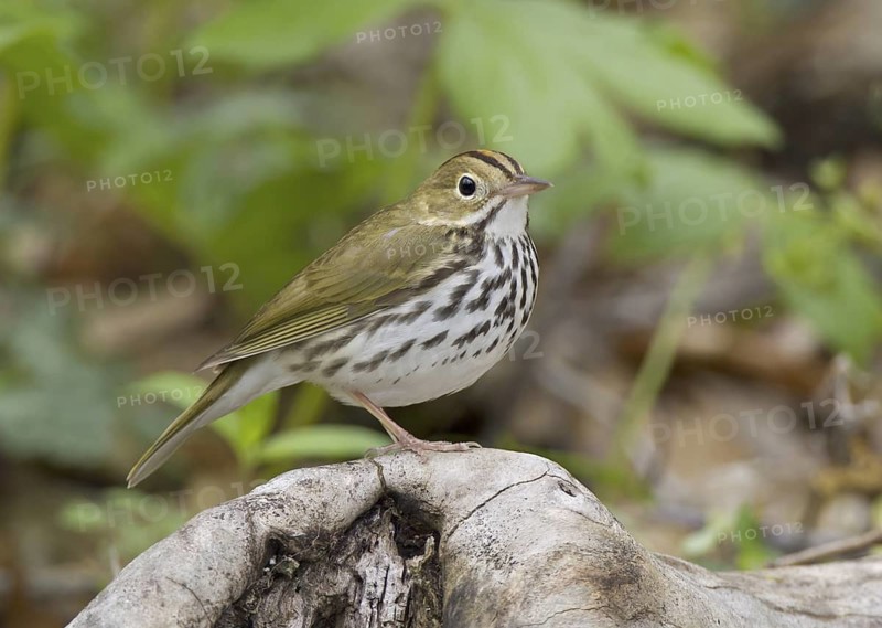 Ovenbird (Seiurus aurocapilla), Ohio, USA