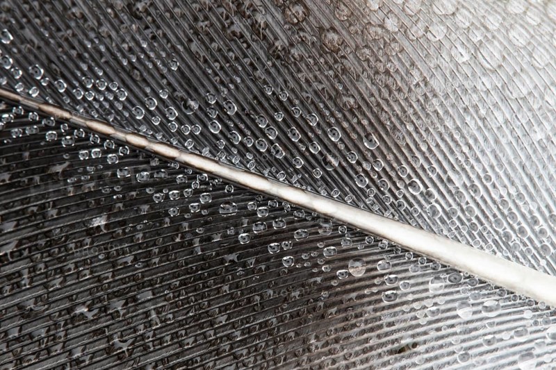 Wood pigeon (Columba palumbus) adult bird close up of dew drops on a wing feather, Suffolk, England, United Kingdom