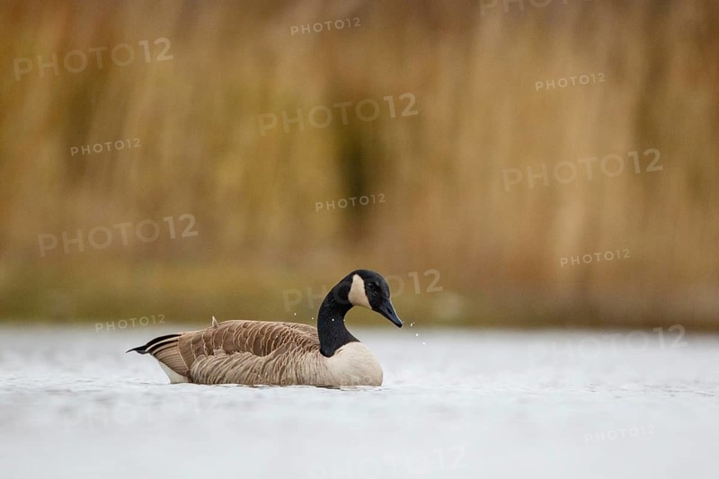 Canada Goose (Branta canadensis), North Rhine-Westphalia, Germany