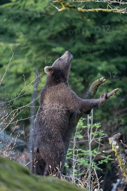 One young eurasian brown bear (Ursus arctos arctos) climbing up a vertical branch and tries to reach something. Green vegetation in the background