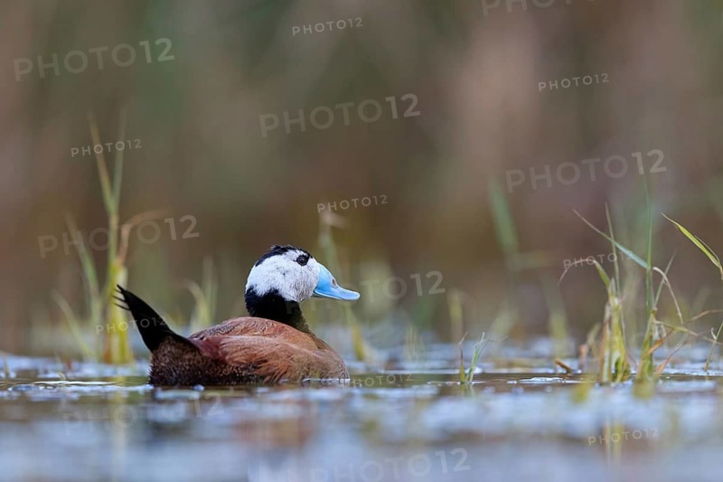 White-headed Ruddy Duck, (Oxyura leucocephala), male, drake, Hides de El Taray Floating Hid, Villafranca de los Caballeros, Castilla La Mancha Toledo, Spain