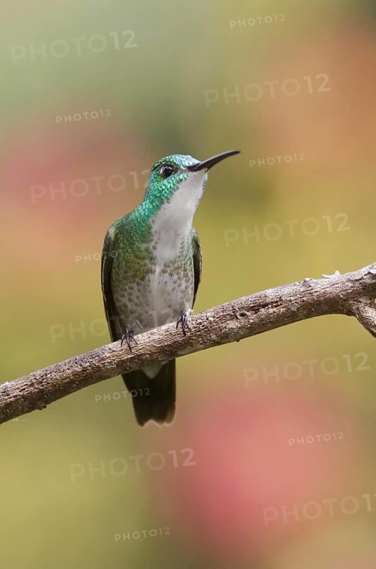 White-chested Emerald (Amazilia brevirostris), Trinidad
