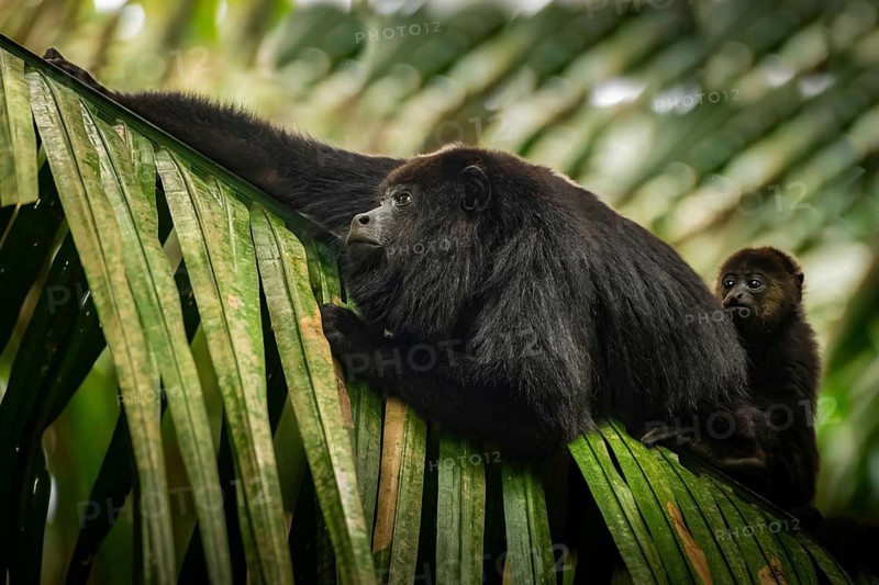 A howler monkey and its baby perched on a large green leaf in the lush Belizean rainforest. The scene captures the essence of tropical wildlife in its natural habitat