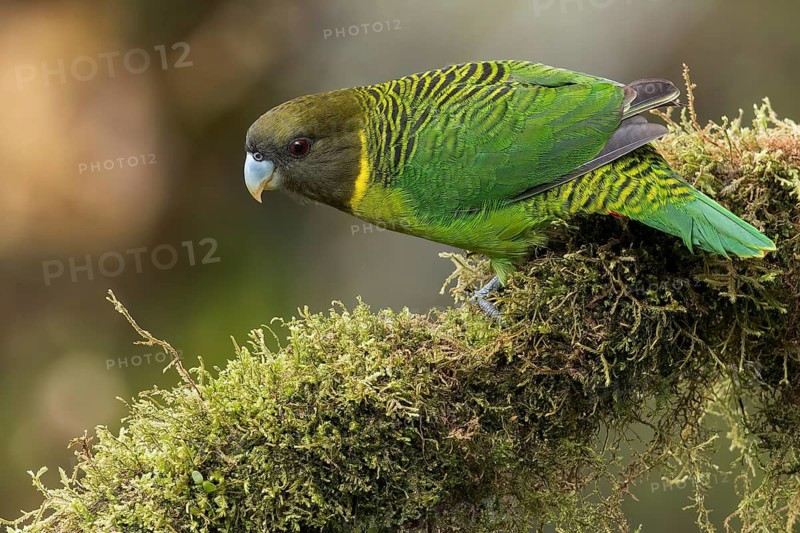 Brehm's Tiger Parrot (Psittacella brehmii) perched on a branch in Papua New Guinea
