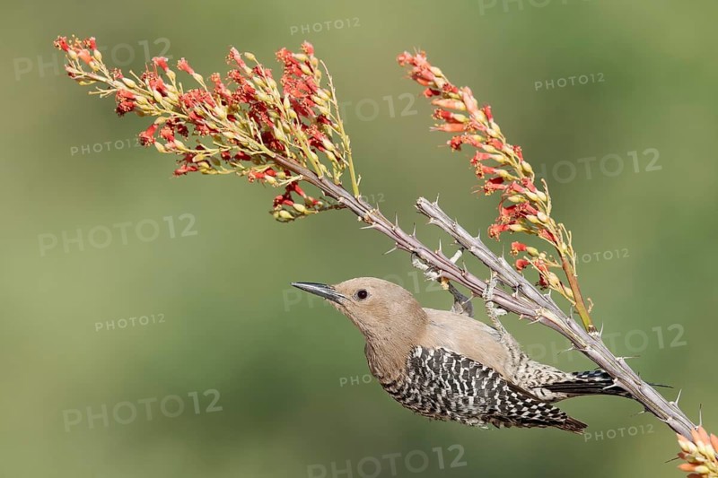 Gila Woodpecker (Melanerpes uropygialis) female, Arizona, USA