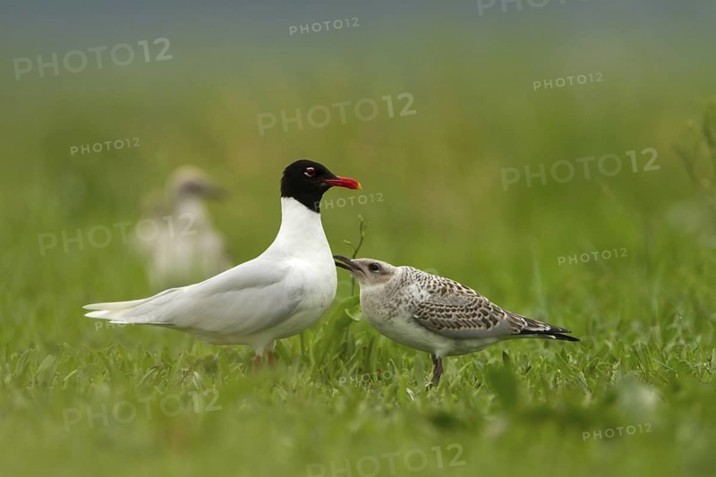 Mediterranean Gull (Ichthyaetus melanocephalus) juvenile, Utrecht, Netherlands
