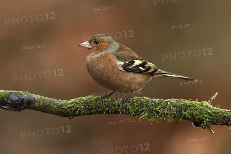 Common Chaffinch (Fringilla coelebs) male, Utrecht, Netherlands