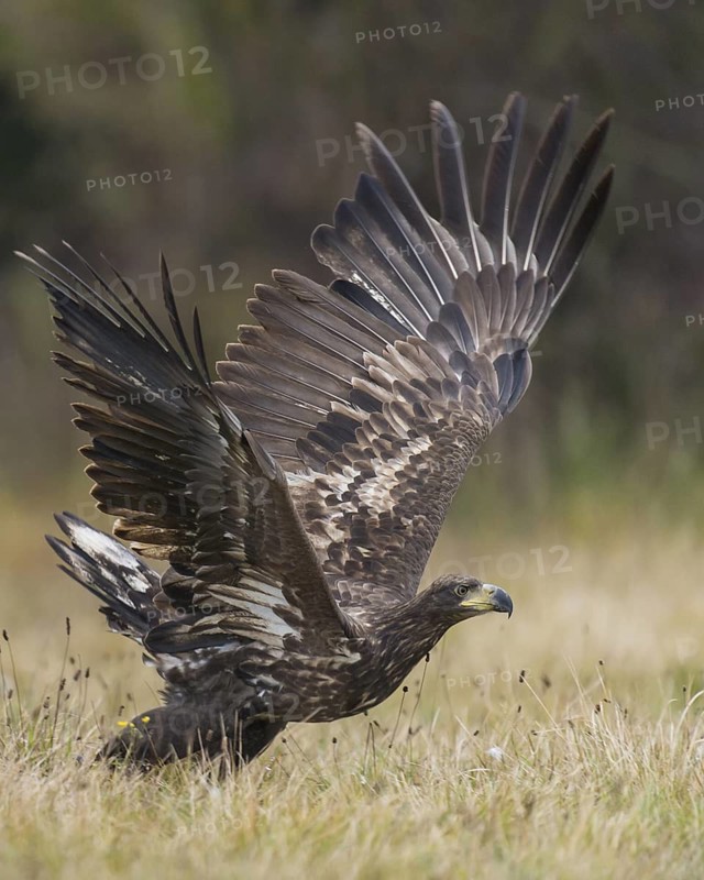 White-tailed Eagle (Haliaeetus albicilla) flying, Kutno, Poland