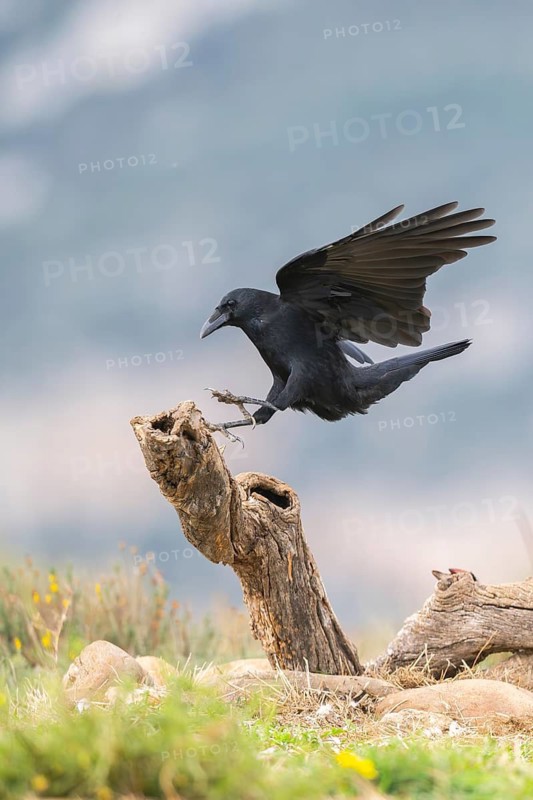 Common raven (Corvus corax) in flight, Pyrenees, Catalonia, Spain
