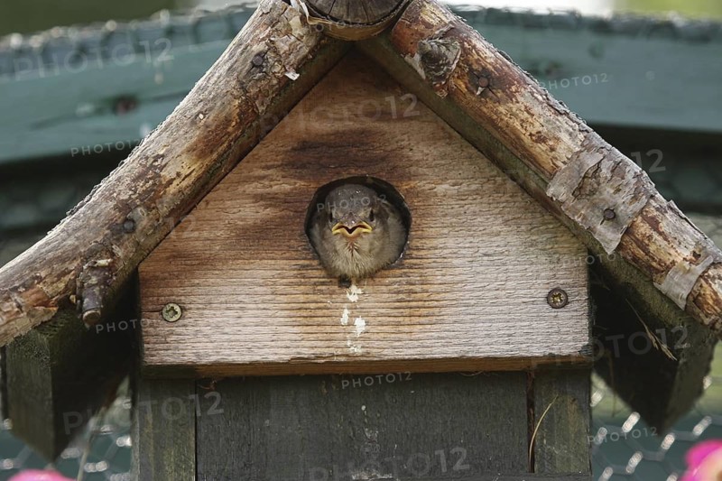 House Sparrow (Passer domesticus) juvenile, Lower Saxony, Germany