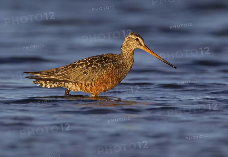 Canada, Manitoba, June, breeding male