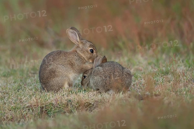 Rabbit (Oryctolagus cuniculus) two juvenile baby bunnies animals playing in grassland in summer, Suffolk, England, United Kingdom