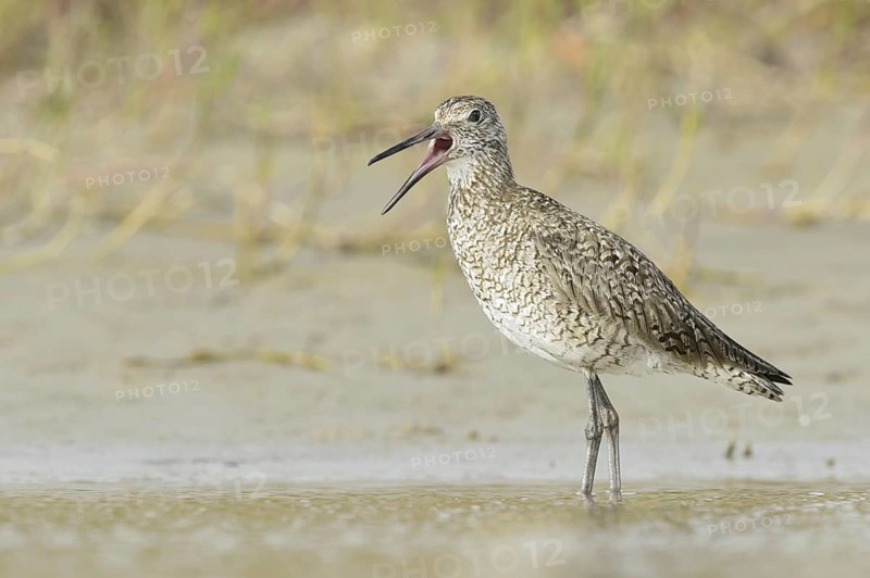 Willet (Tringa semipalmata) calling, Texas, USA