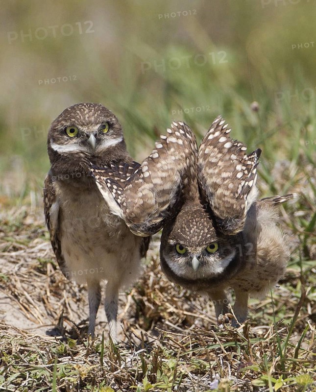 Burrowing Owl (Athene cunicularia) juvenile, Florida, USA