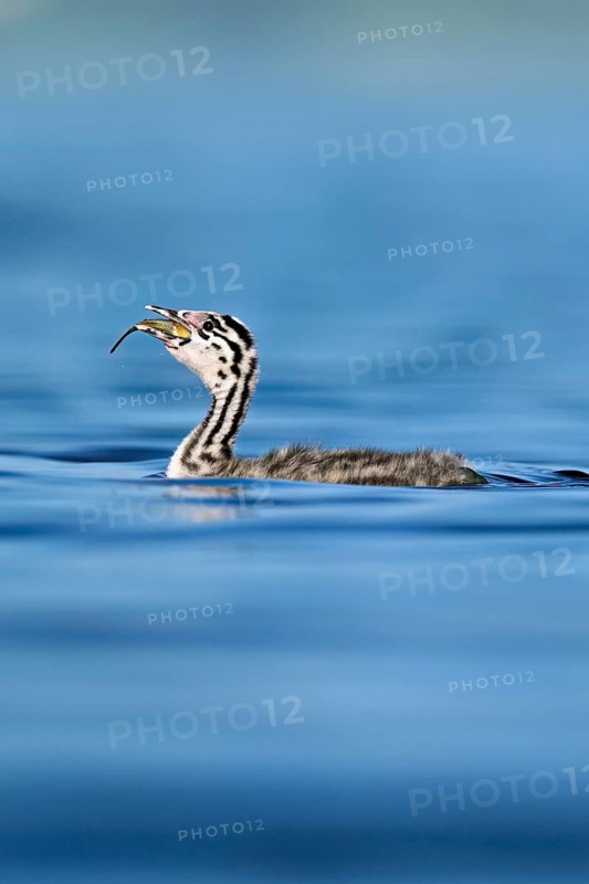 Great Crested Grebe (Podiceps Scalloped ribbonfish), chicks swimming in the water, Lake Zug, Canton Zug, Switzerland