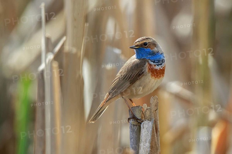 Bluethroat (Luscinia svecica cyanecula) male perched on reed, Netherlands