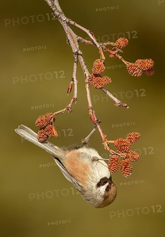 Boreal Chickadee (Poecile hudsonicus), Alaska, USA