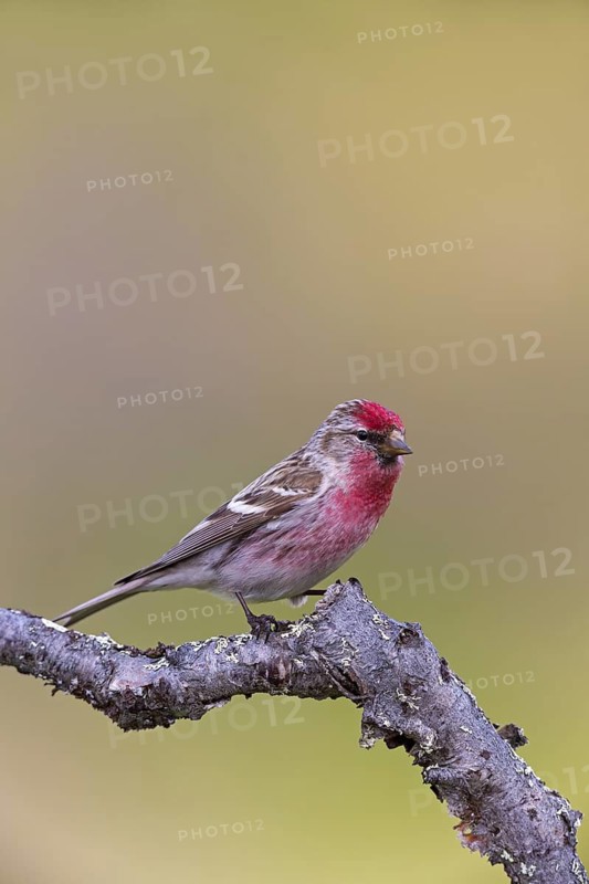 Redpoll, songbird, family of goldfinches, (Carduelis flammea), animals. Birds, Varanger Bird Park, Finnmark, Norway