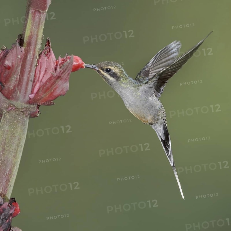 Green Hermit (Phaethornis guy), Ecuador