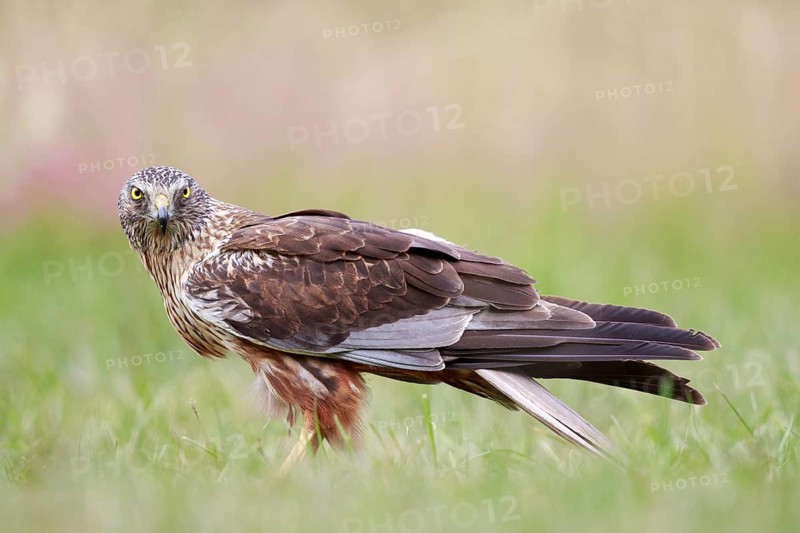Western Marsh Harrier (Circus aeruginosus) male on grassland, Poland