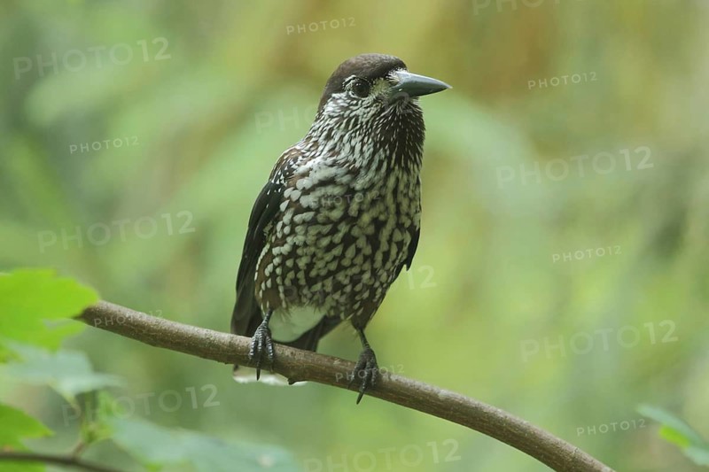 Nutcracker (Nucifraga caryocatactes), Triberg, Southern Black Forest, Black Forest, Baden-Württemberg, Germany