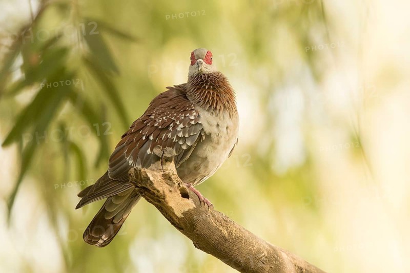 Speckled Pigeon (Columba guinea), Gambia