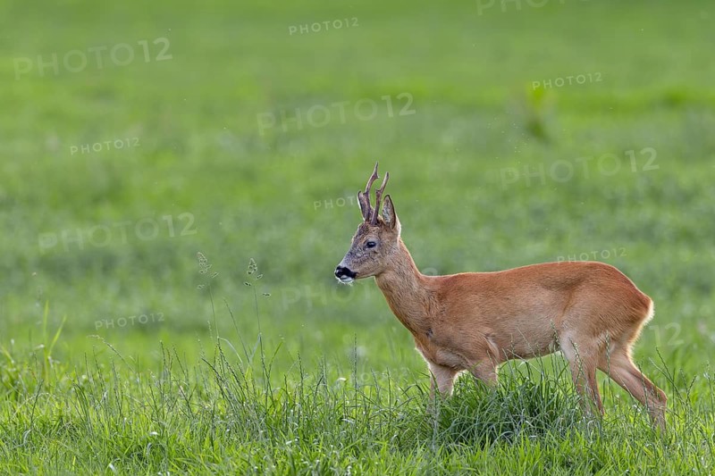 The old roebuck (Capreolus capreolus) watches the younger buck on the opposite side of the river very attentively, for him it is important to retreat in time and avoid a fight, leaf season, mating season, August, Germany
