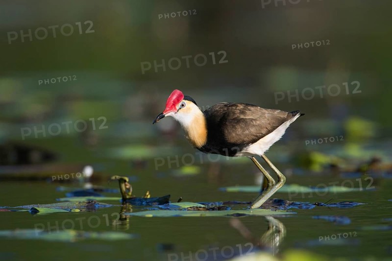Comb-crested Jacana (Irediparra gallinacea), Queensland, Australia
