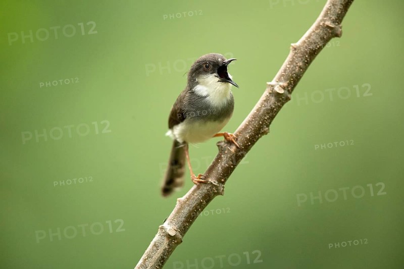 Grey-breasted Prinia (Prinia hodgsonii pectoralis) male singing, Udawalawe National Park, Sri Lanka