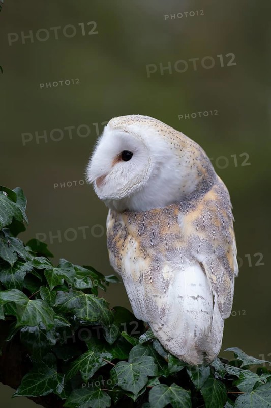 Barn owl (Tyto alba) adult bird on an Ivy covered tree branch, England, United Kingdom
