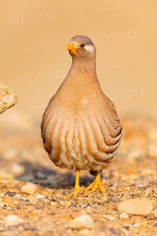 Arabisches Wüstenhuhn, Sand Partridge, Ammoperdix heyi, Perdrix de Hey, Perdiz Desértica