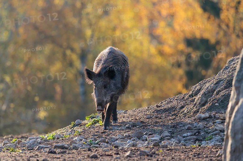 A female wild boar (Sus scrofa) crosses a clearing backlit by the sun. An autumnal forest can be seen in the background. Bavaria, Germany