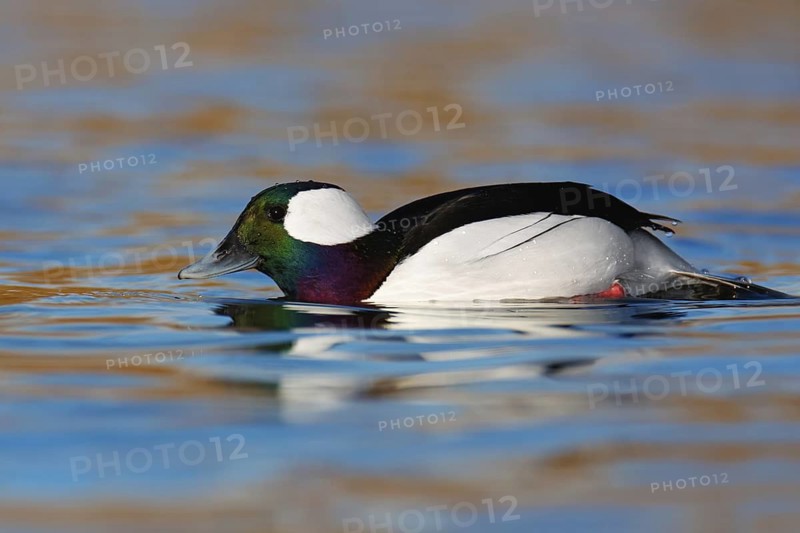 Bufflehead (Bucephala albeola) male, British Columbia, Canada