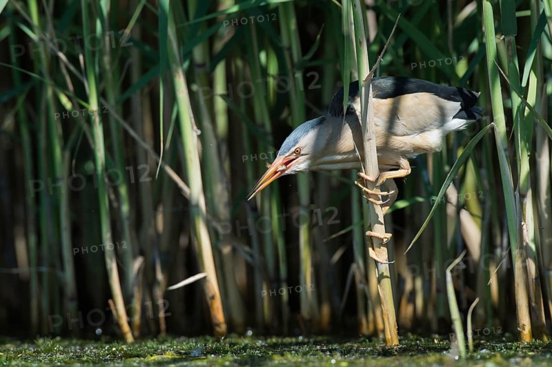 Little Bittern (Ixobrychus minutus) foraging, Bulgaria