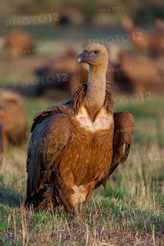 Griffon Vulture, Eurasian Griffon Vulture, Griffon Vulture, Eurasian Griffon, (Gyps fulvu), Vautour fauve, Buitre Leonado, Hides De Calera / Valley Hide, Calera Y Chozas, Castilla La Mancha / Toledo, Spain