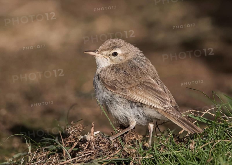 Booted Warbler (Iduna caligata) perched on a branch, Wales, United Kingdom